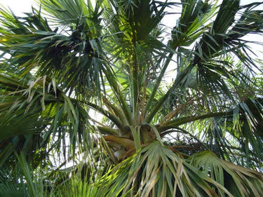 10 Hardy SABAL PALM TREE Cabbage Palmetto Flower Seeds